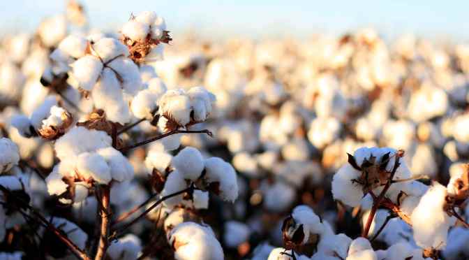 “Life of a Southern Farmer: Cotton”