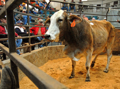 “Life of a Southern Farmer: Steps to Raising Cattle Part Four”